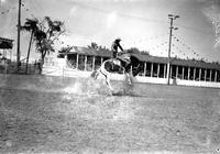 [Unidentified Cowboy staying with his airborne bronc in front of covered white grandstand]