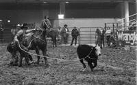 Roy Cooper Calf roping