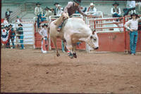 Myron Sharpe on Bull #161