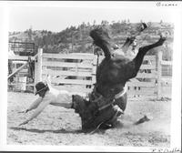 [Unidentified cowboy and horse in wreck]