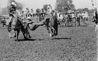 Wayde Longcrier Steer wrestling