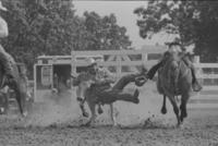 Dale Denton Steer wrestling