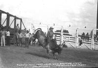 Tuffy Williams Riding Wild Brahma Steer Memphis Fair & Rodeo