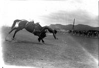 [Unidentified Cowboy leaving head-first over neck of Saddle bronc with hands out to cushion landing]
