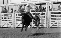 Unidentified rider on Bull #-109