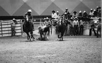 Jeff Green Steer wrestling