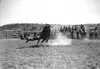 A Texas Cowboy on a Montana Horse, Billings Mont.