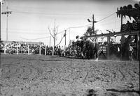 [Unidentified Rider leaving head-first over head of bronc]