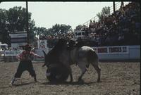 Rodeo clown Bob Romer Bull fighting