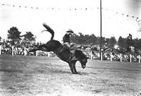 Hub Whitman on "Amarillo Boy" Fla Cow Capital Round-Up Kissimmee