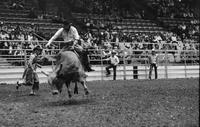 Shorty Garten on Bull #85