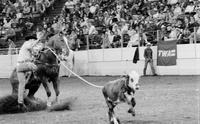 Chas. Kenney Calf roping