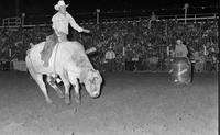Eddie Rawdon on Bull #82