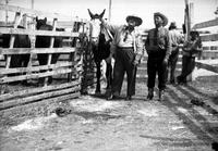 [Two unidentified western-attired men standing in corral area with horses looking skyward]