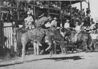 Clarkey pickup [Cowboy steer riding]