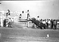 Grant Marshall Riding Wild Brahma Bull Muskogee Rodeo