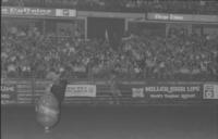 Unidentified Rodeo clowns Bull fighting