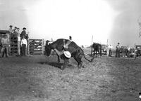 [Unidentified cowboy leaving steer]