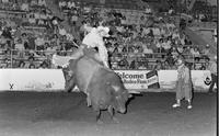 Lyle Sankey on Bull #149