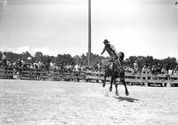 [Unidentified Cowboy riding mount in front of spectators gathered about fence line]