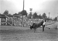 [Unidentified cowboy leaving large Brahma bull]