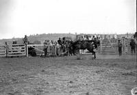 [Unidentified Cowboy leaving Saddle Bronc head-first and forward]