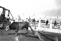 [Unidentified cowboy leaving steer in front of chutes]