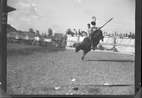 Barney Fulkerson on Bull #41