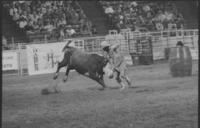 Rodeo clown Leon Coffee Bull fighting