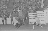 Gary Gault on Bull # -6