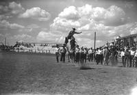 [Unidentified Cowboy riding Saddle Bronc as other cowboys look on with some spectators in stands]