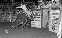 Lyle Sankey on Bull #RC8