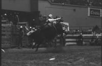 Toya Bolton on Bull #S20