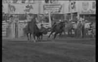Kelly Barger Steer wrestling