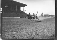 Homer Pettigrew Steer Wrestling