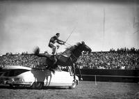 [Unidentified cowboy loses footing in attempt to Roman Ride two horses over automobile]