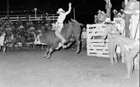Joe Gaskin on Bull #101J