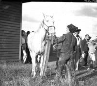 [Unidentified muddied cowgirl with horse, spectators look on]