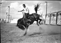 [Unidentified Hatless cowboy with the name " Jack" on his chaps maintains his ride]