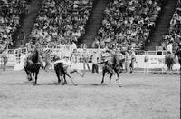 John Miller Steer wrestling