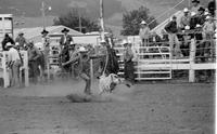 Tom Hadley Calf roping