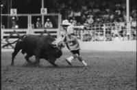 Unidentified Rodeo clowns Bull fighting