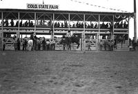 [Unidentified cowboy riding steer in front of chutes]