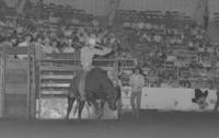 Roy Carter on Bull #71