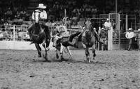 Albert Heimer Steer wrestling