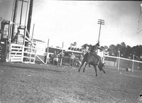 [Unidentified steer rider near fence]