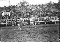 [Unidentified Cowboy going into either Billy Keen or Ted Elder Drag from back of galloping horse]