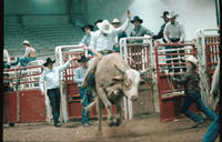 Gene Bitler on Bull #34