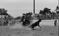 Mike McLaughlin Calf roping