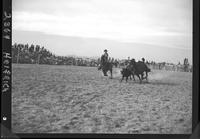 Barney Willis Steer Wrestling